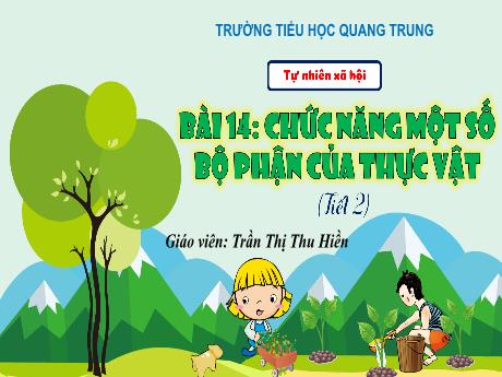 Bài giảng Tự nhiên và Xã hội 3 (Kết nối tri thức) - Bài 14: Chức năng một số bộ phận của thực vật (Tiết 2) - Năm học 2024-2025 - Trần Thị Thu Hiền